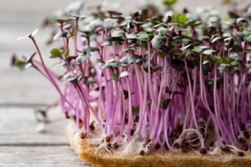 Commended – Pink Lady Food Photographer of the Year 2022